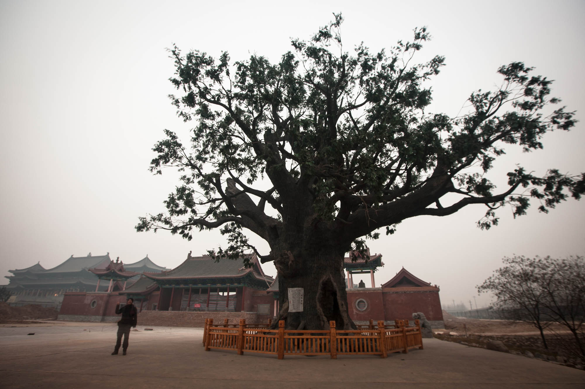 plastic tree of Hongtong