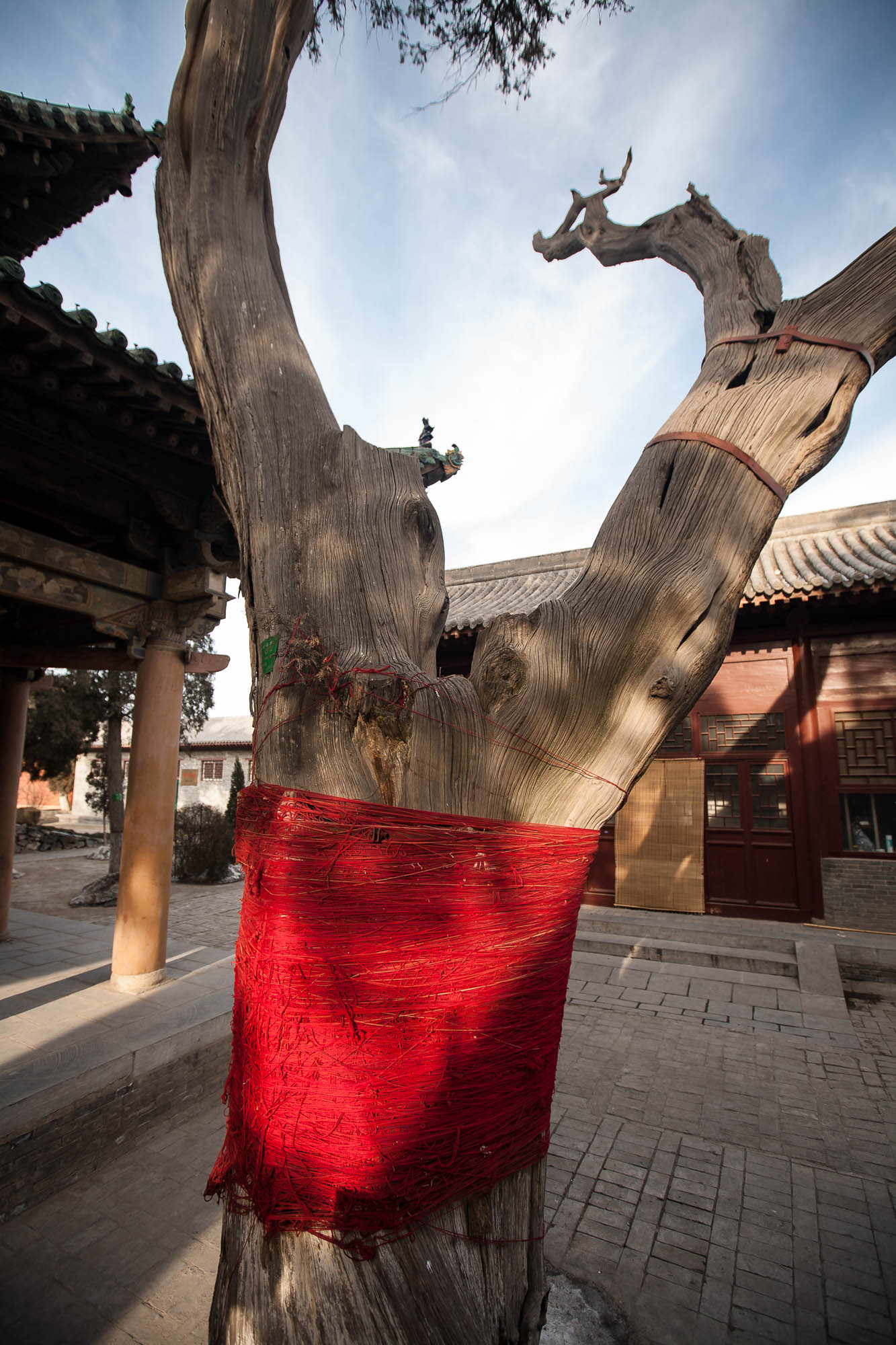 tree in Guan Di Temple