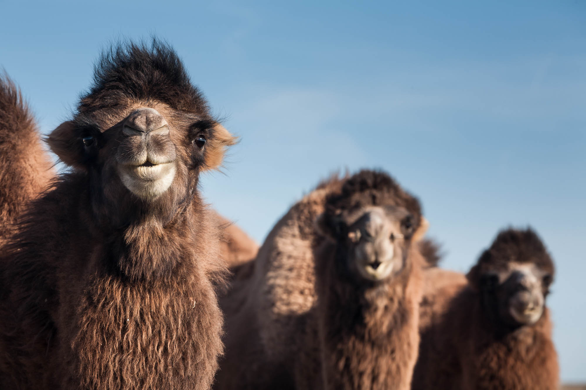 friendly camels