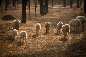 flock of sheep near Beijing