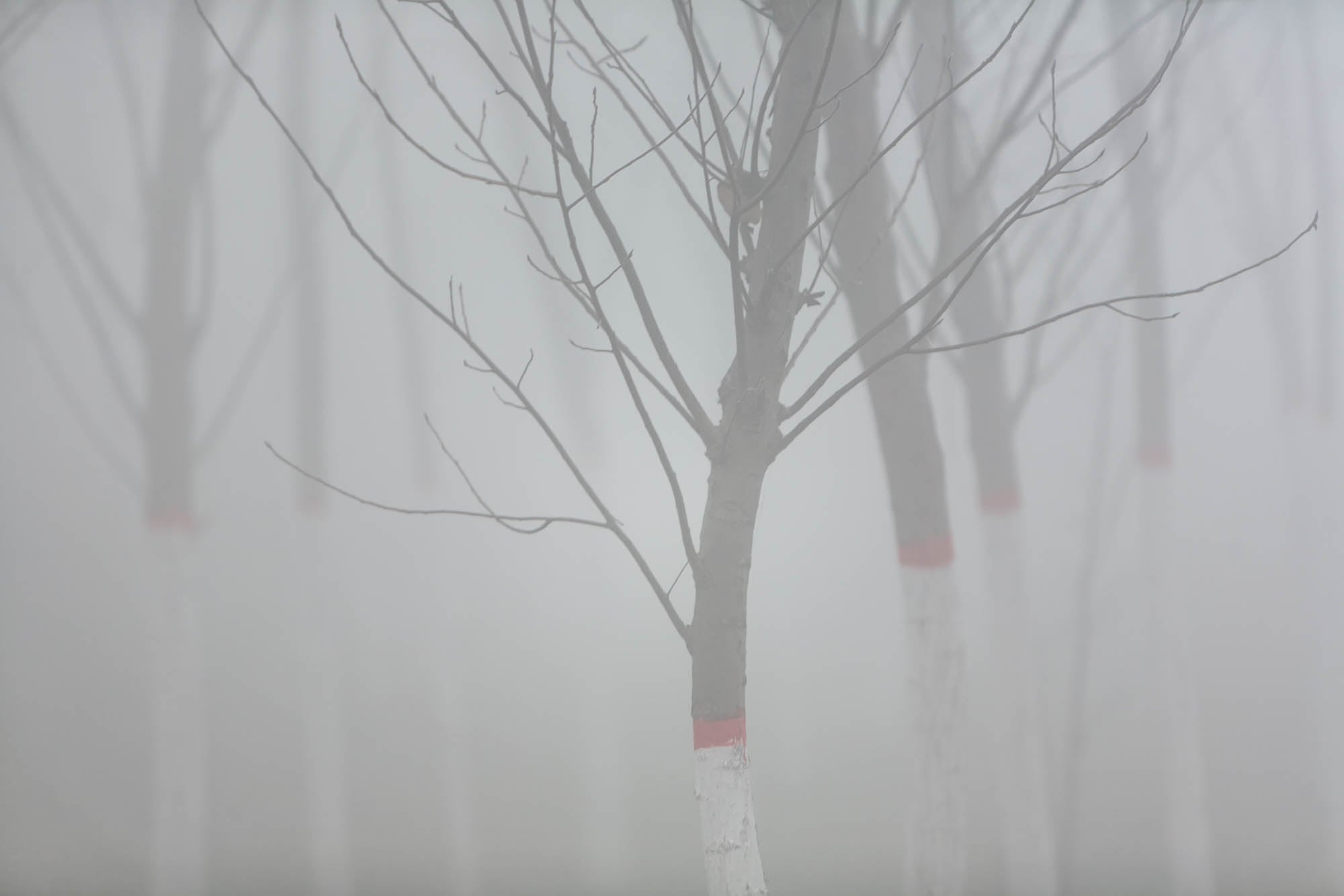 trees in the fog between fangshunqiao and wangdu