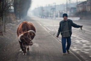 encounter on a country road
