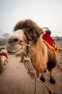 honorable camel