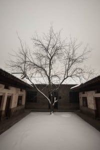 tree in Dingcun