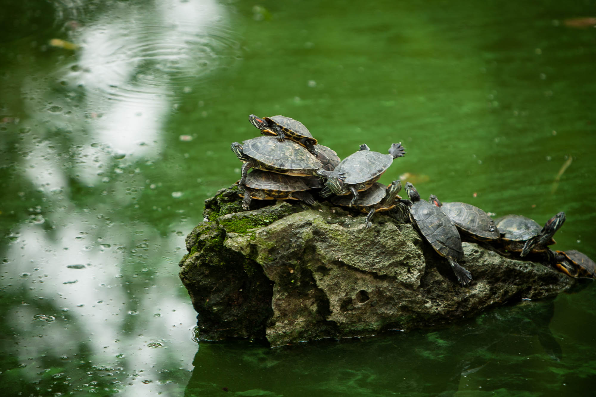 turtles