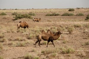 more camels
