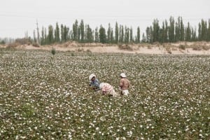 picking cotton