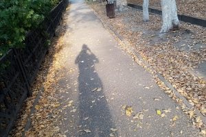 shadow and leaves