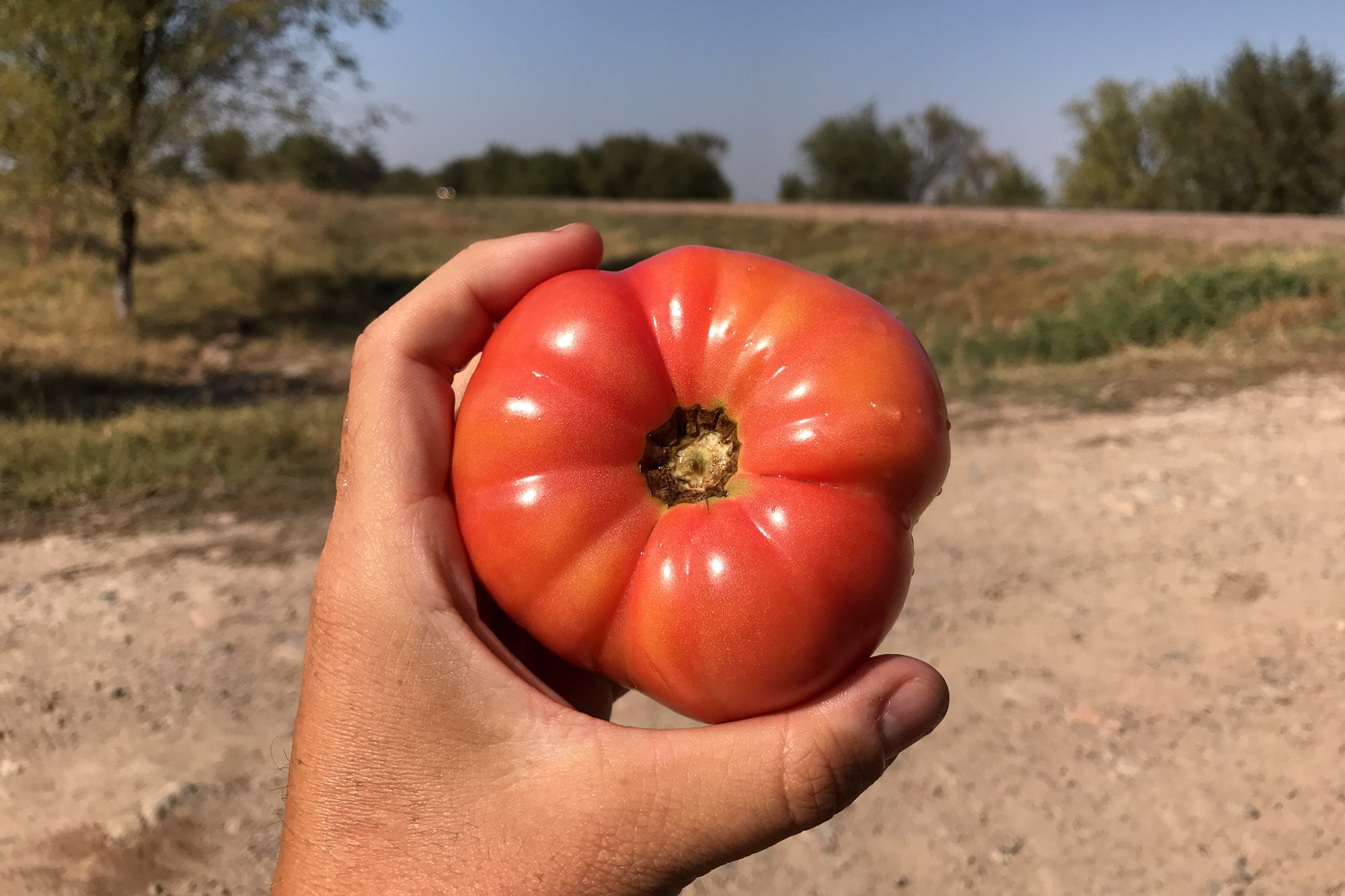 big fat tomato
