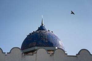 birds on mosque