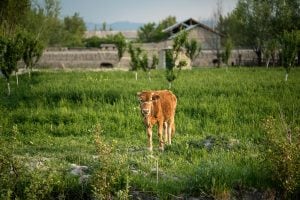 young cow near Samarkand