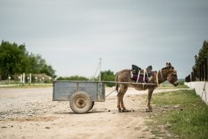 donkey at work