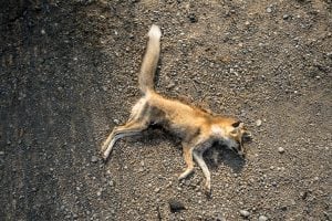 dead fox