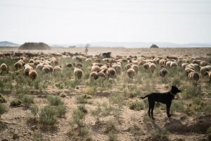 shepherd dog