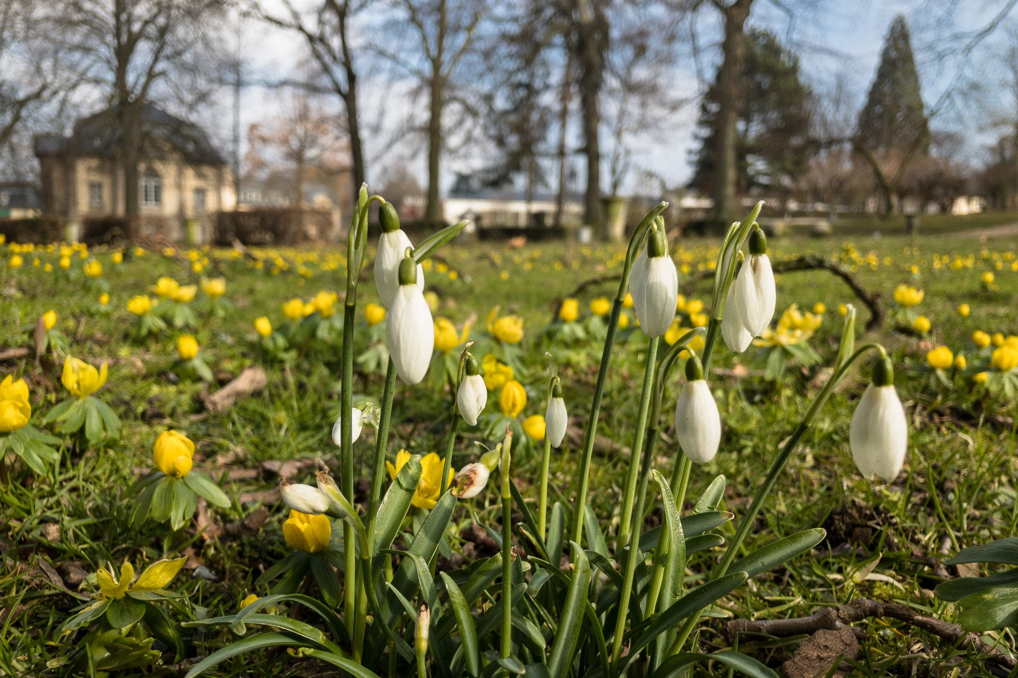 spring flowers