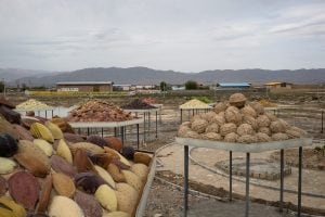 Faruj village of nuts