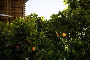orange trees in Gorgan