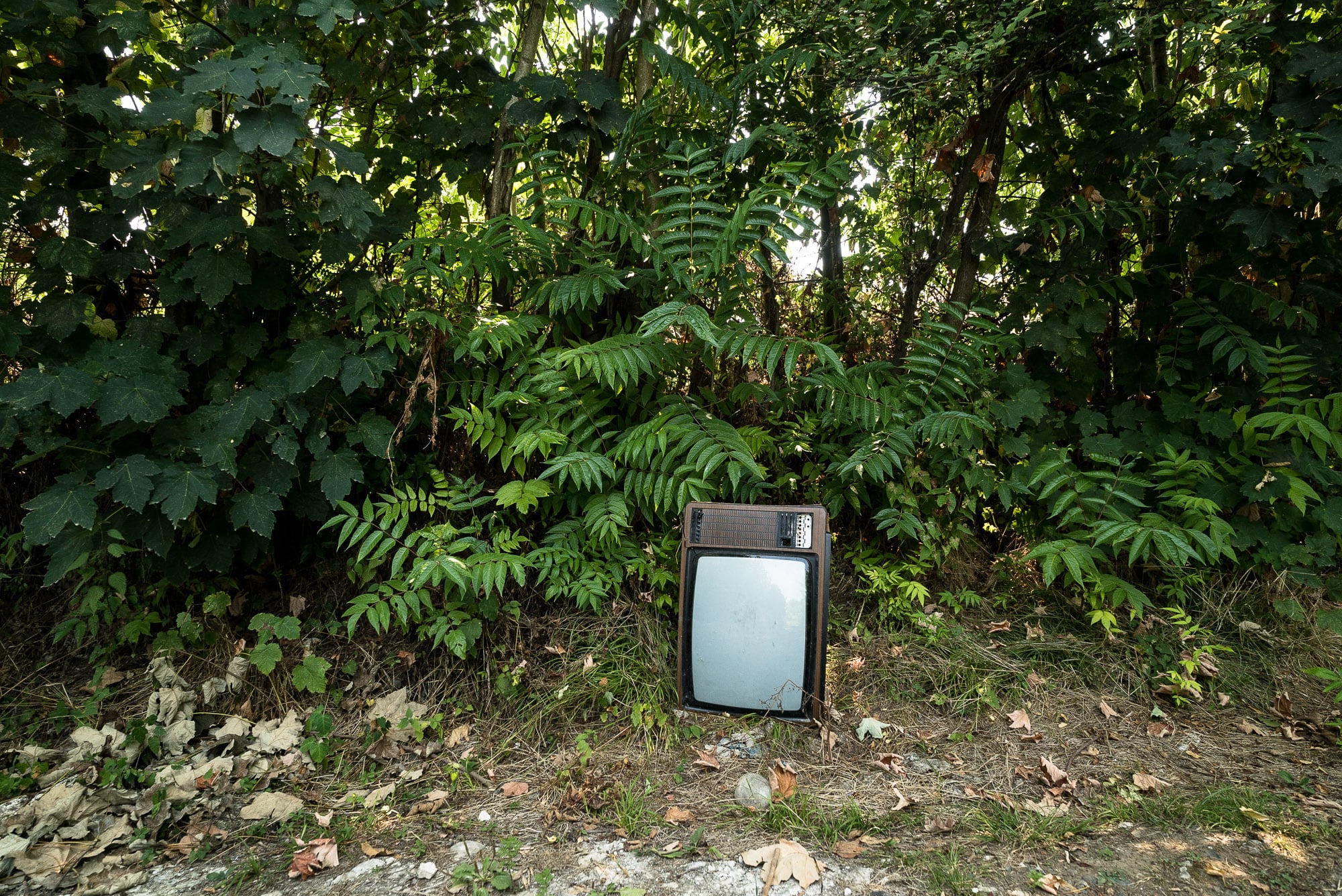 tv in the woods