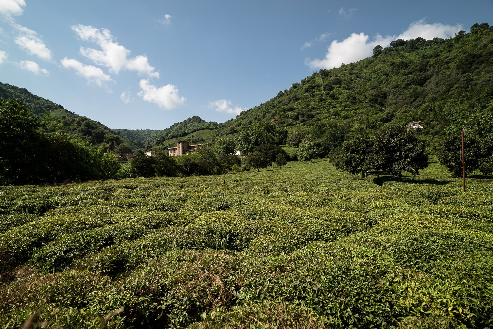 tea fields