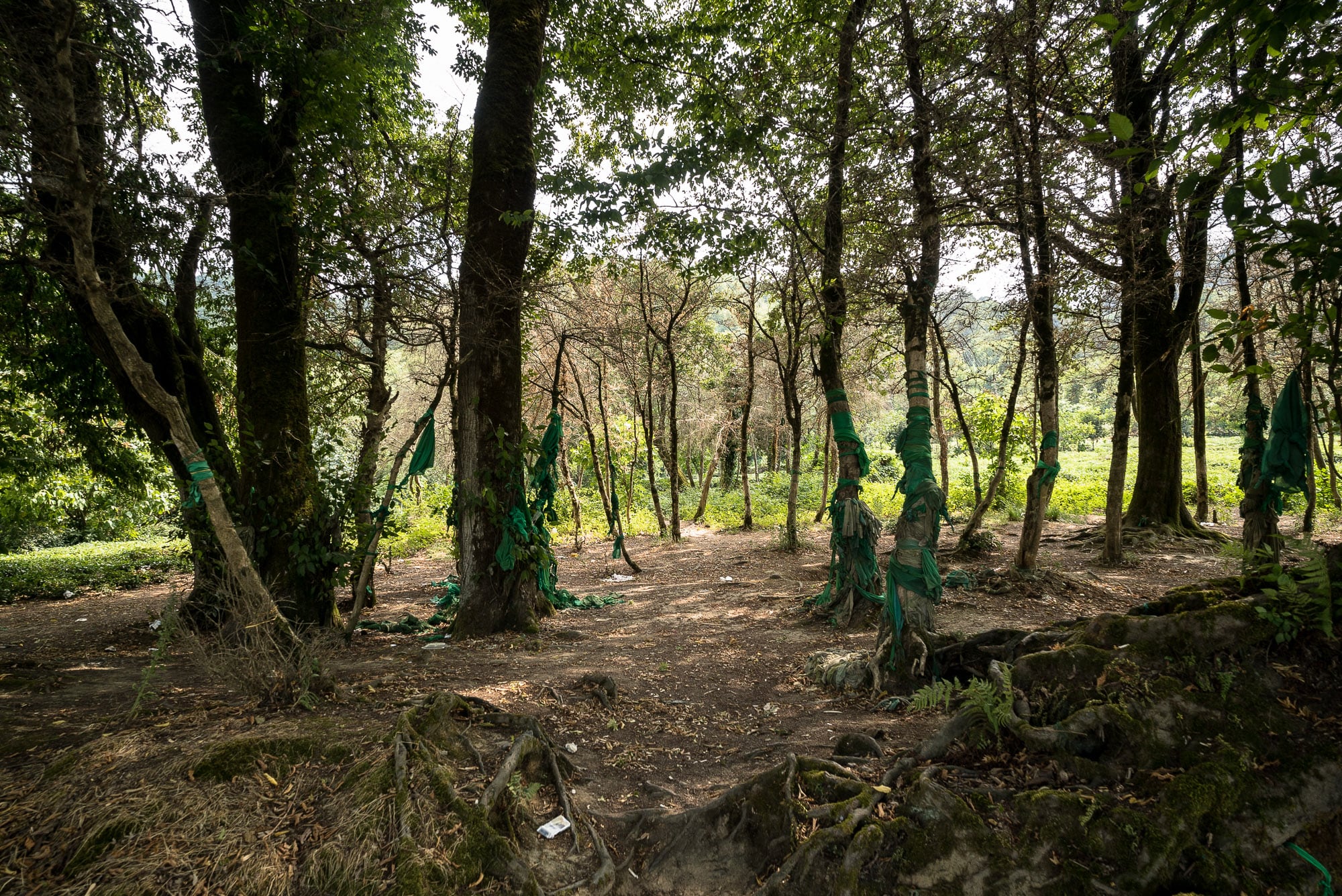 green ribbons on trees