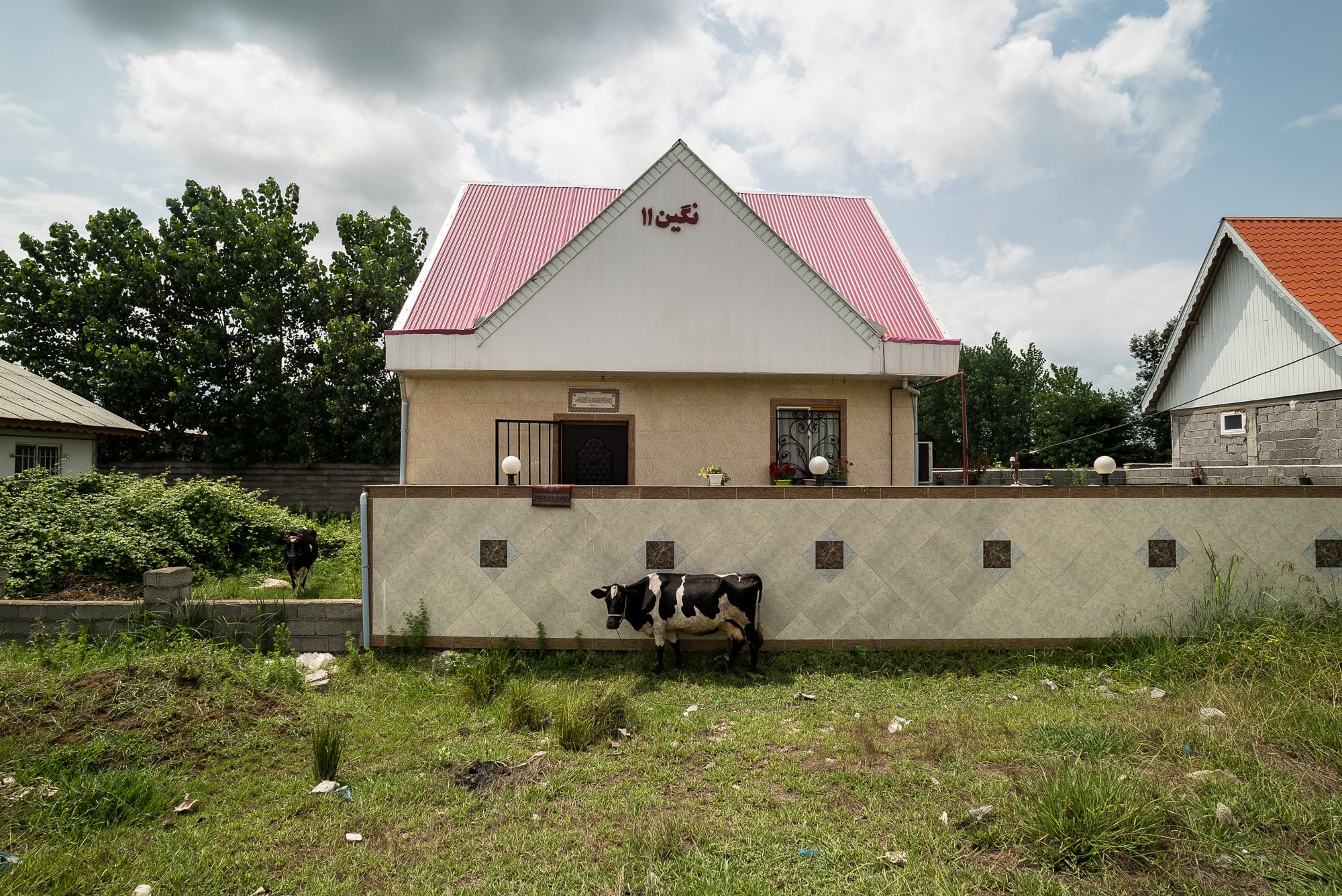 cow and house
