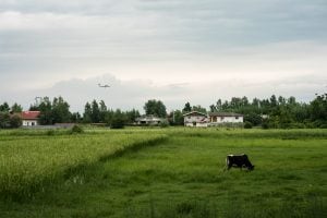 airplane with cow