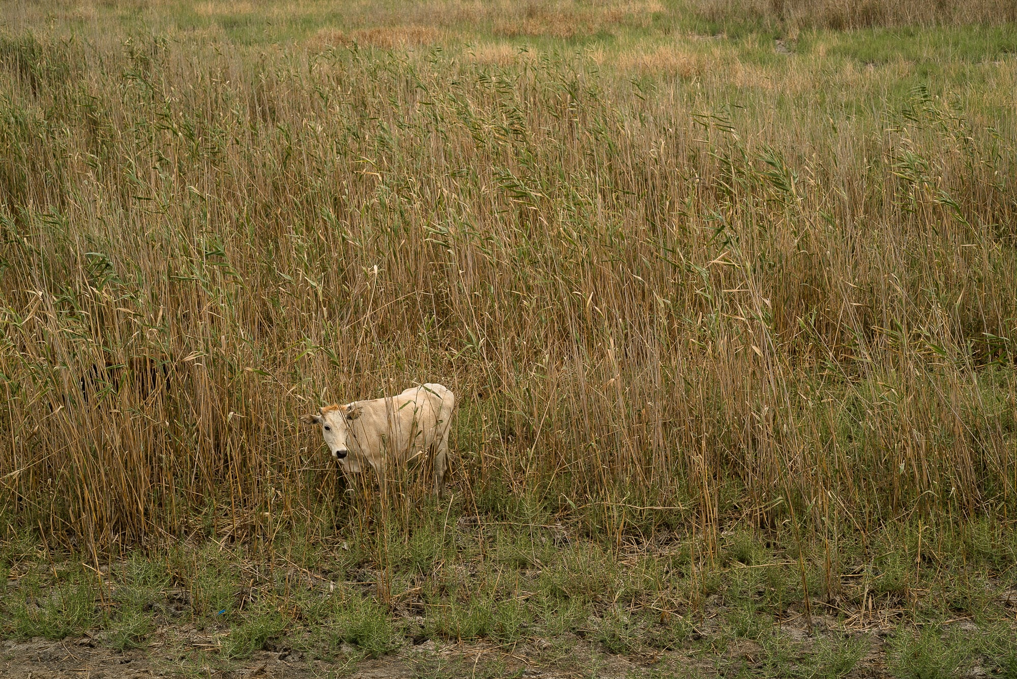 lonely cow