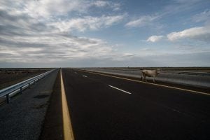 cow on the new highway