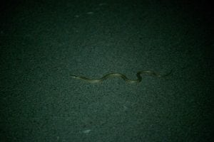 snake in the dark