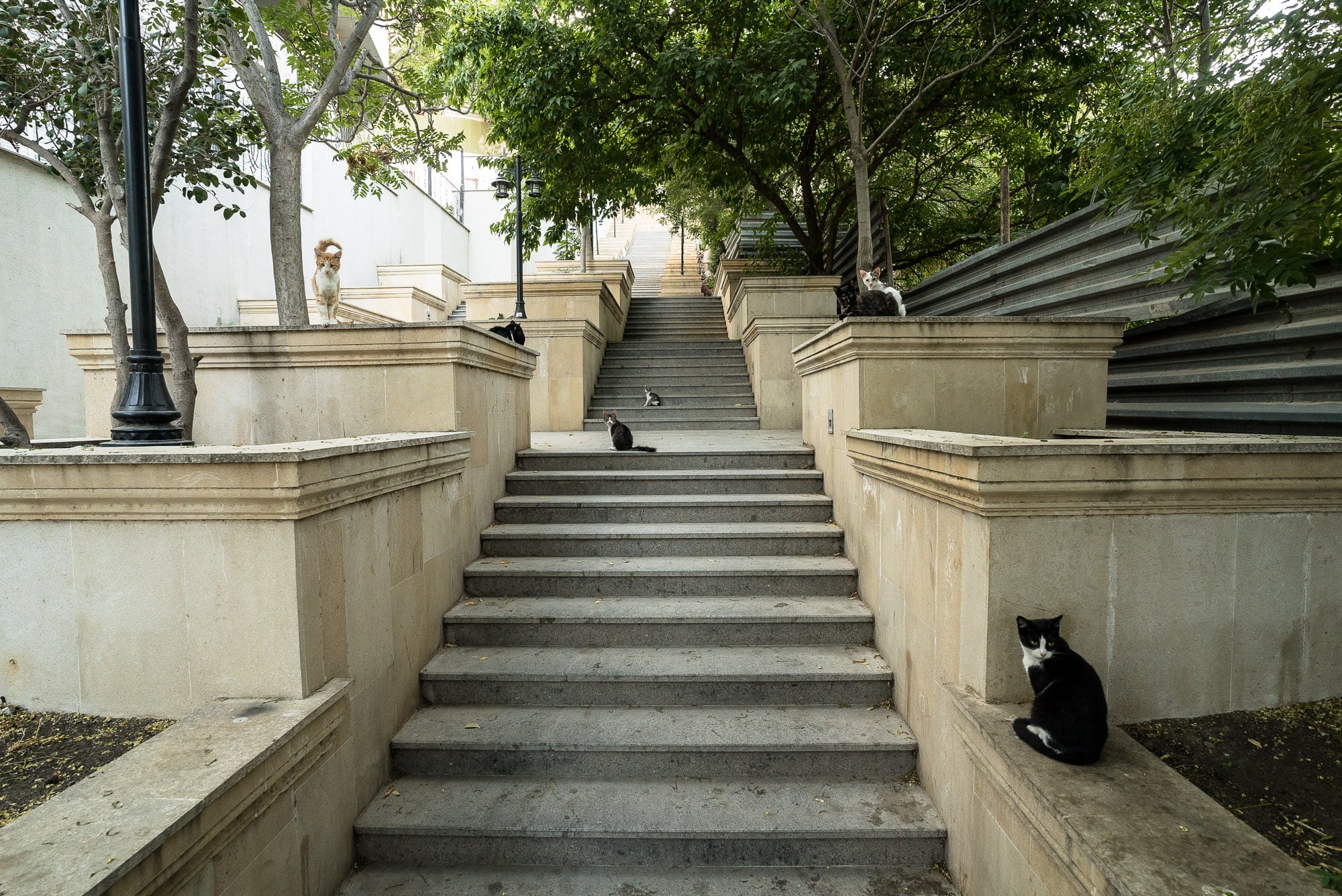 stairway with cats