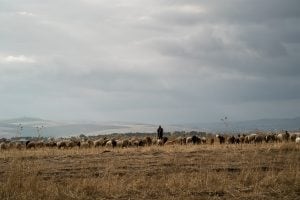 herder with herd