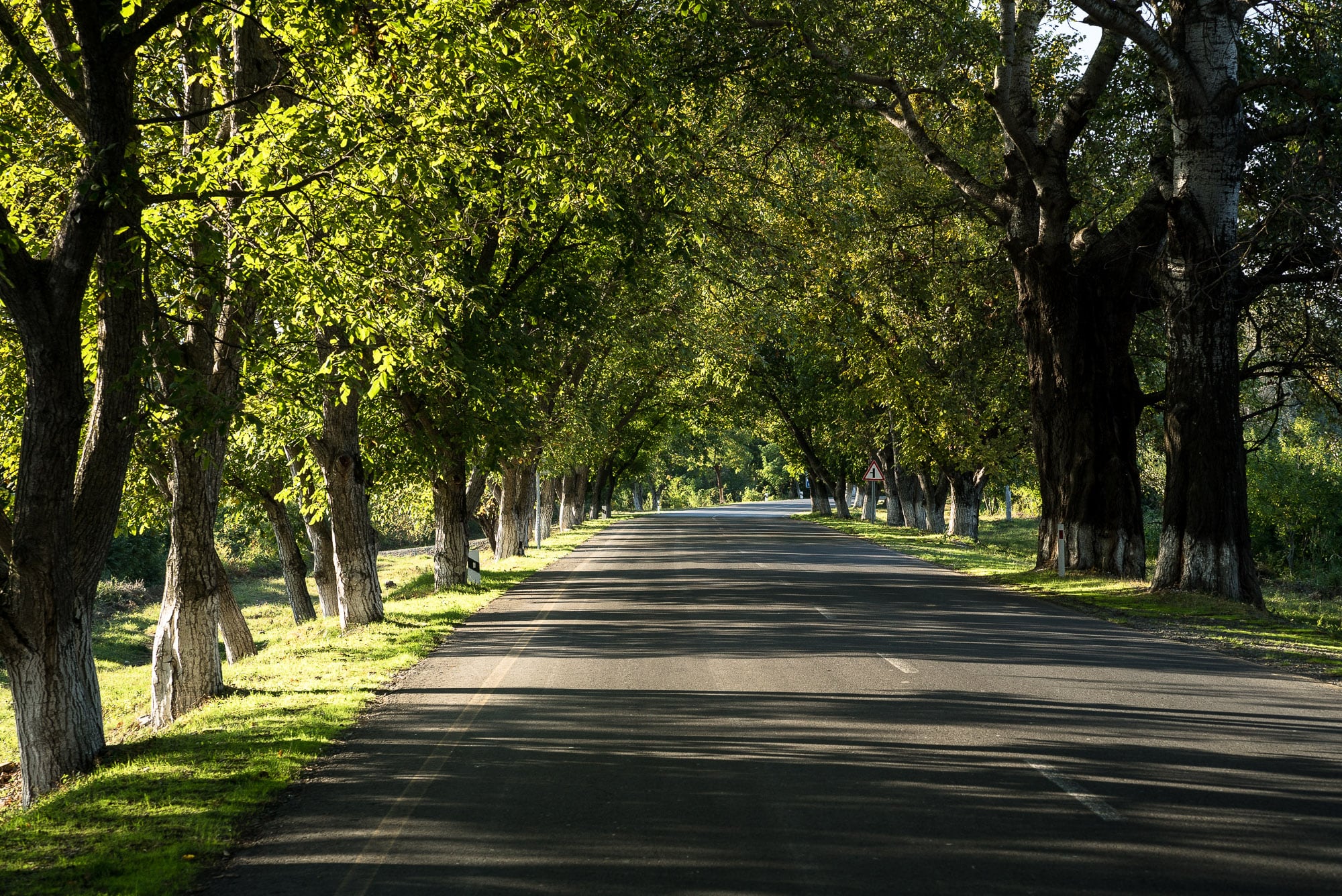 road with trees
