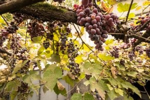 grapes in Lagodekhi