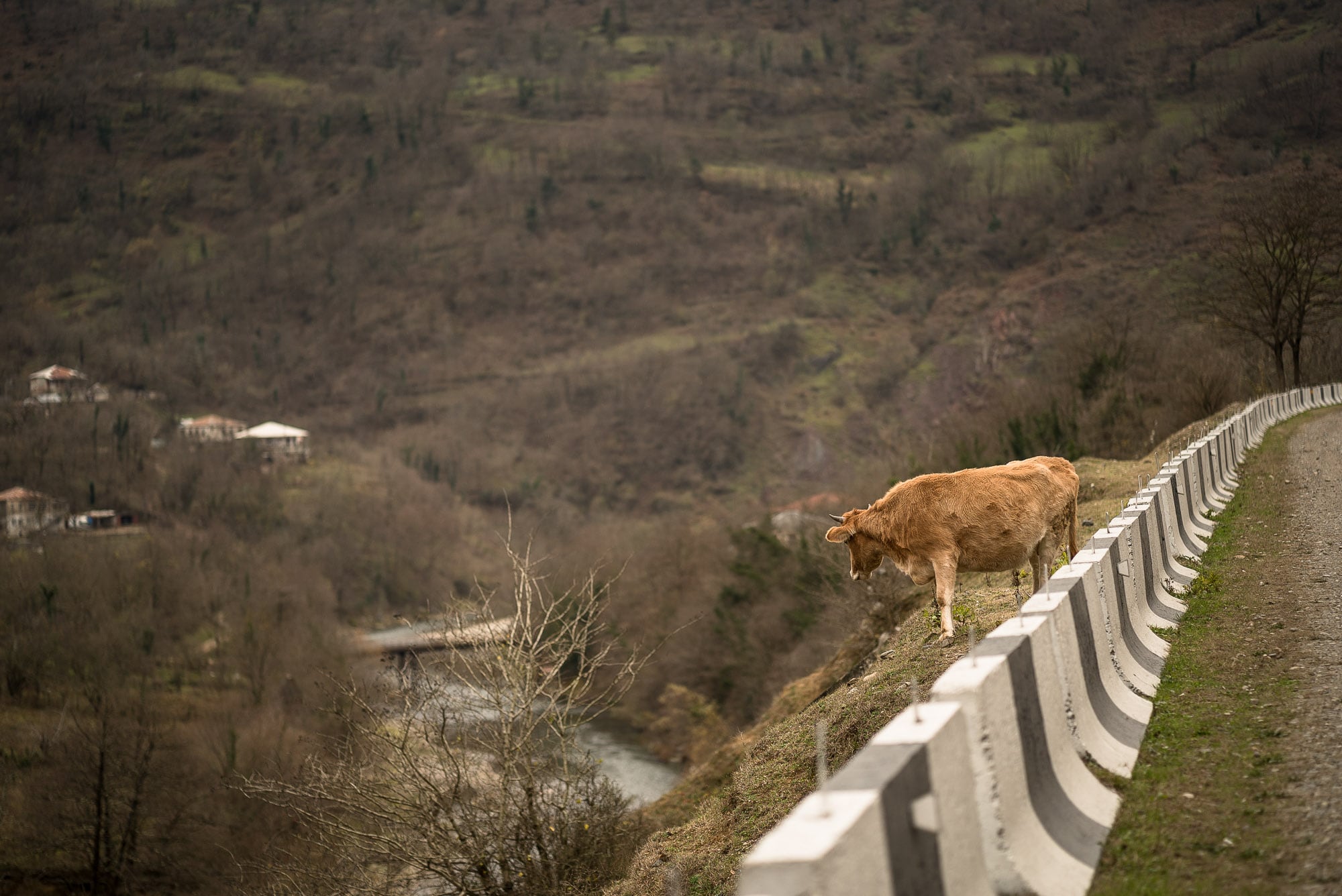 cow wondering how to get down from there