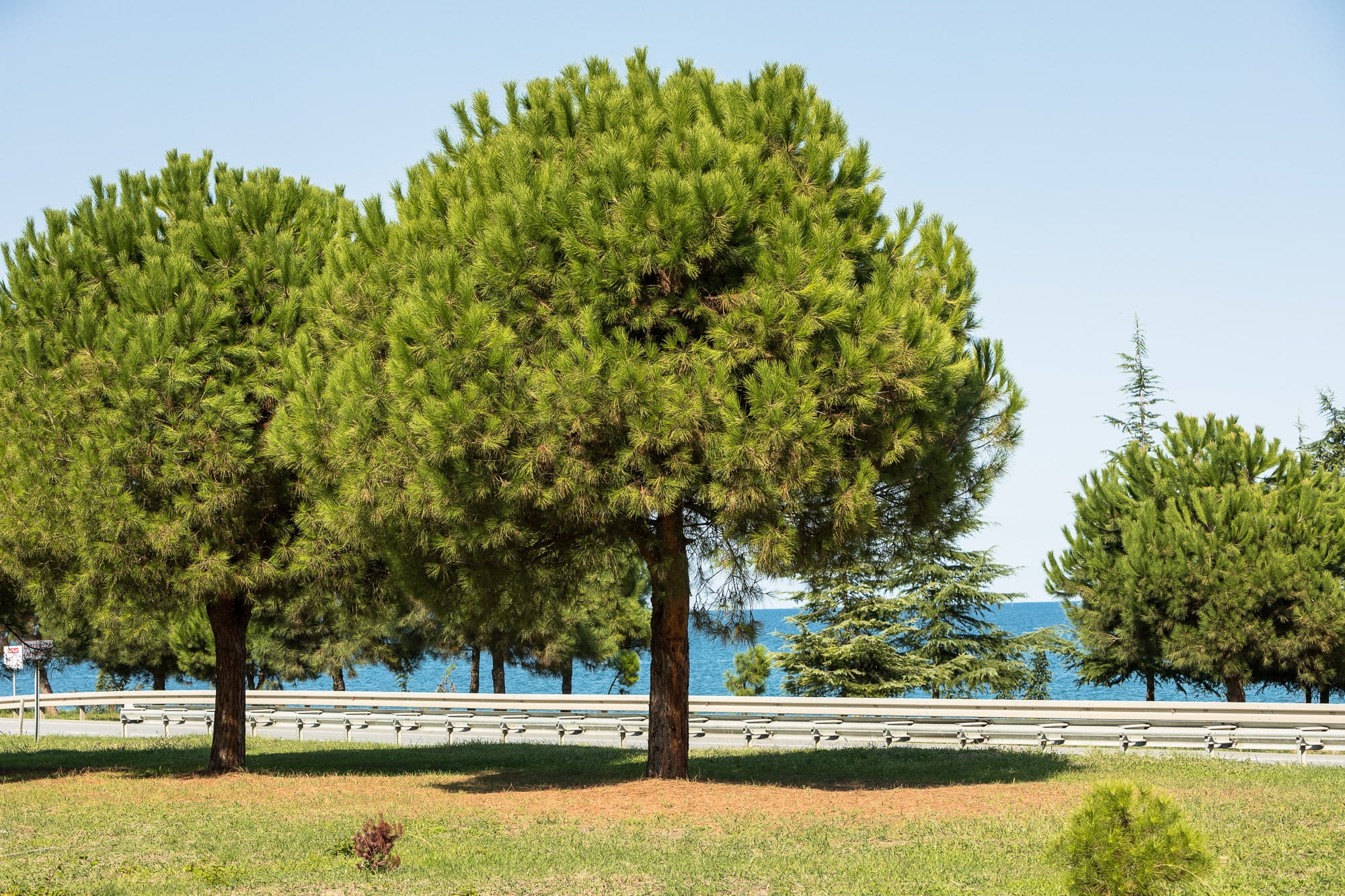 pine trees