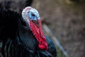 donald, a turkey in turkey