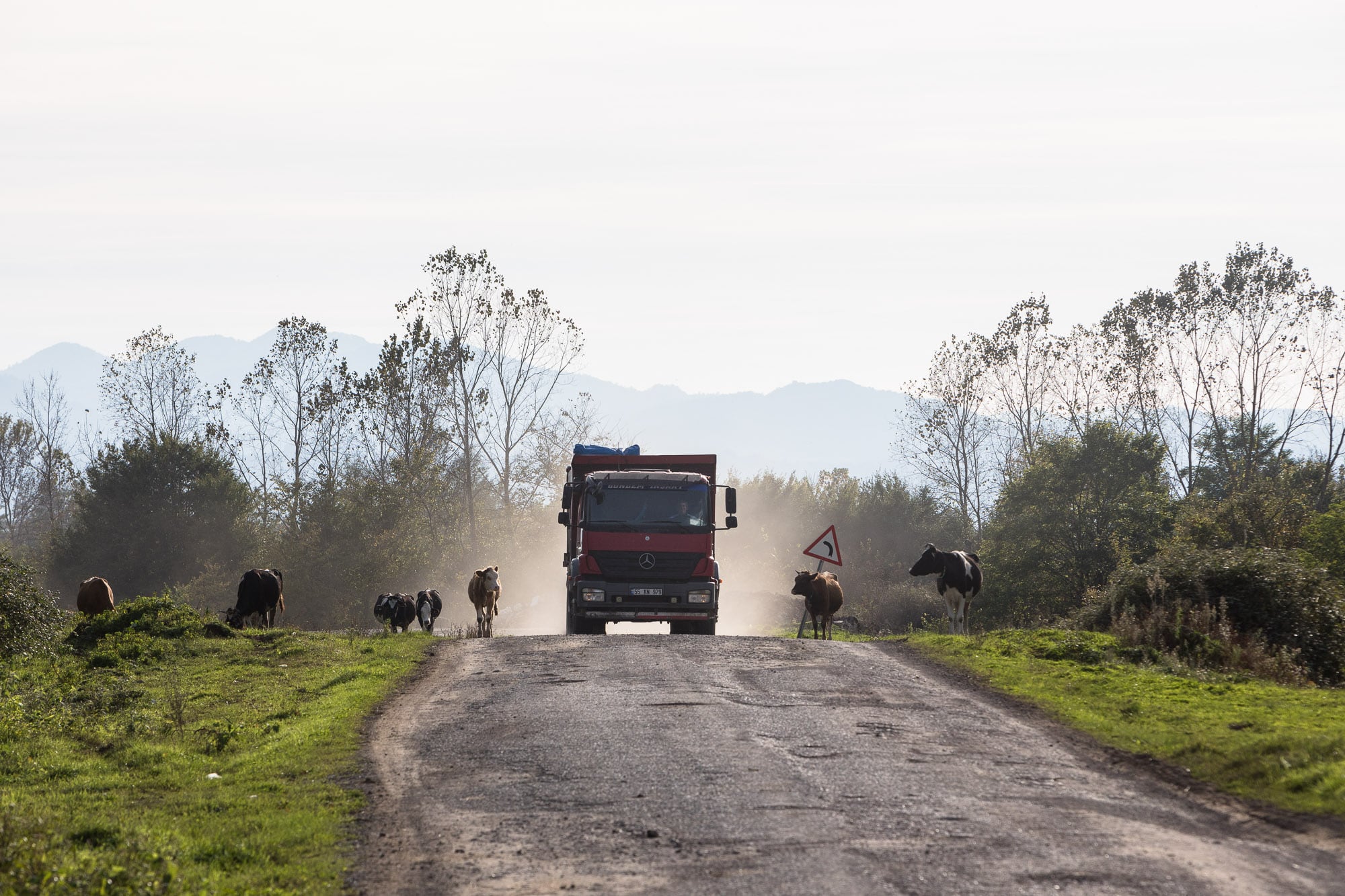 truck with cows