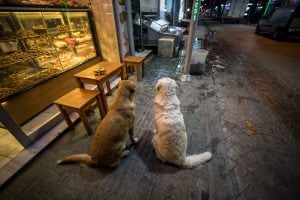 obese street dogs in Yakakent
