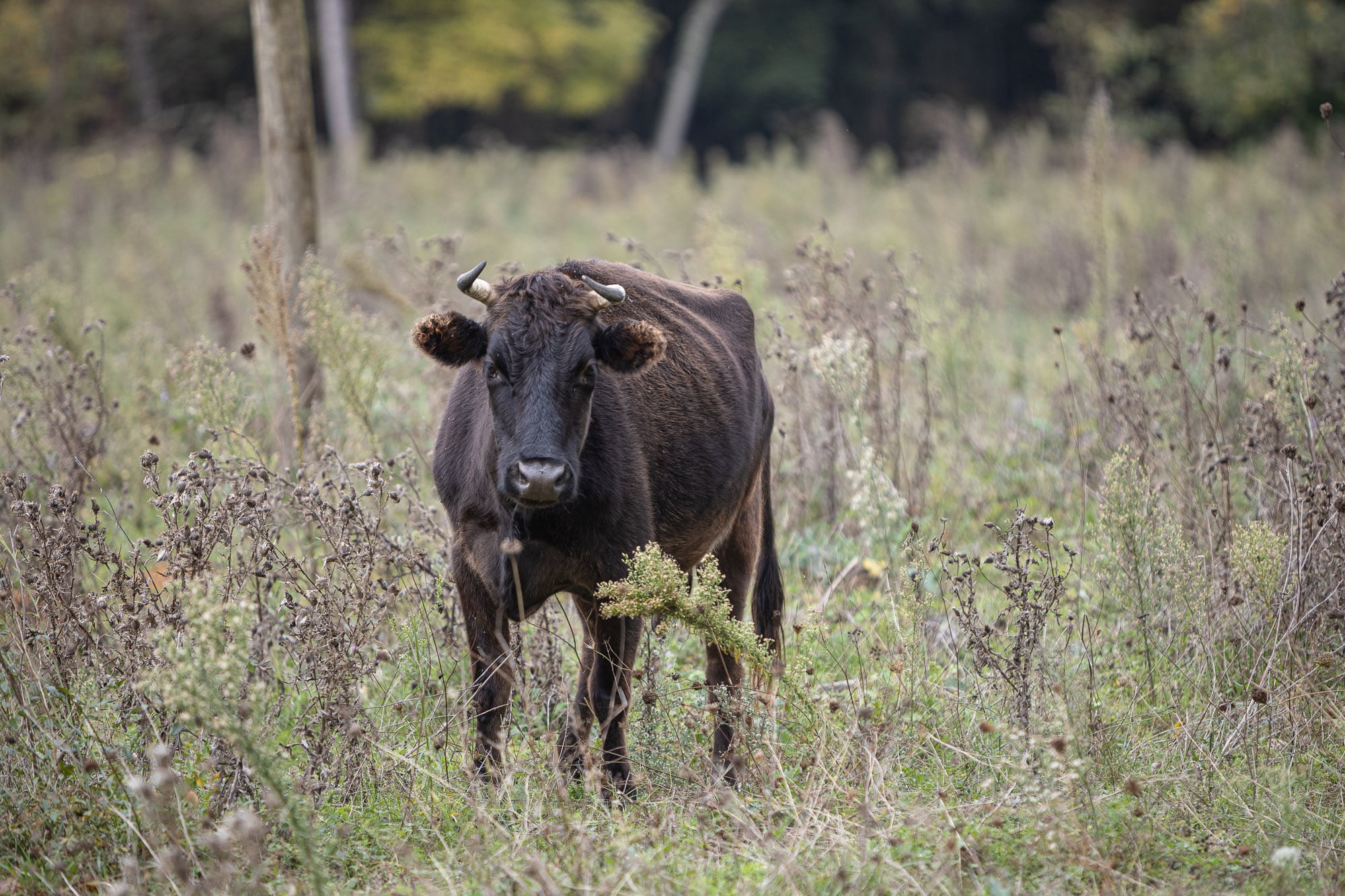 cow near Akliman