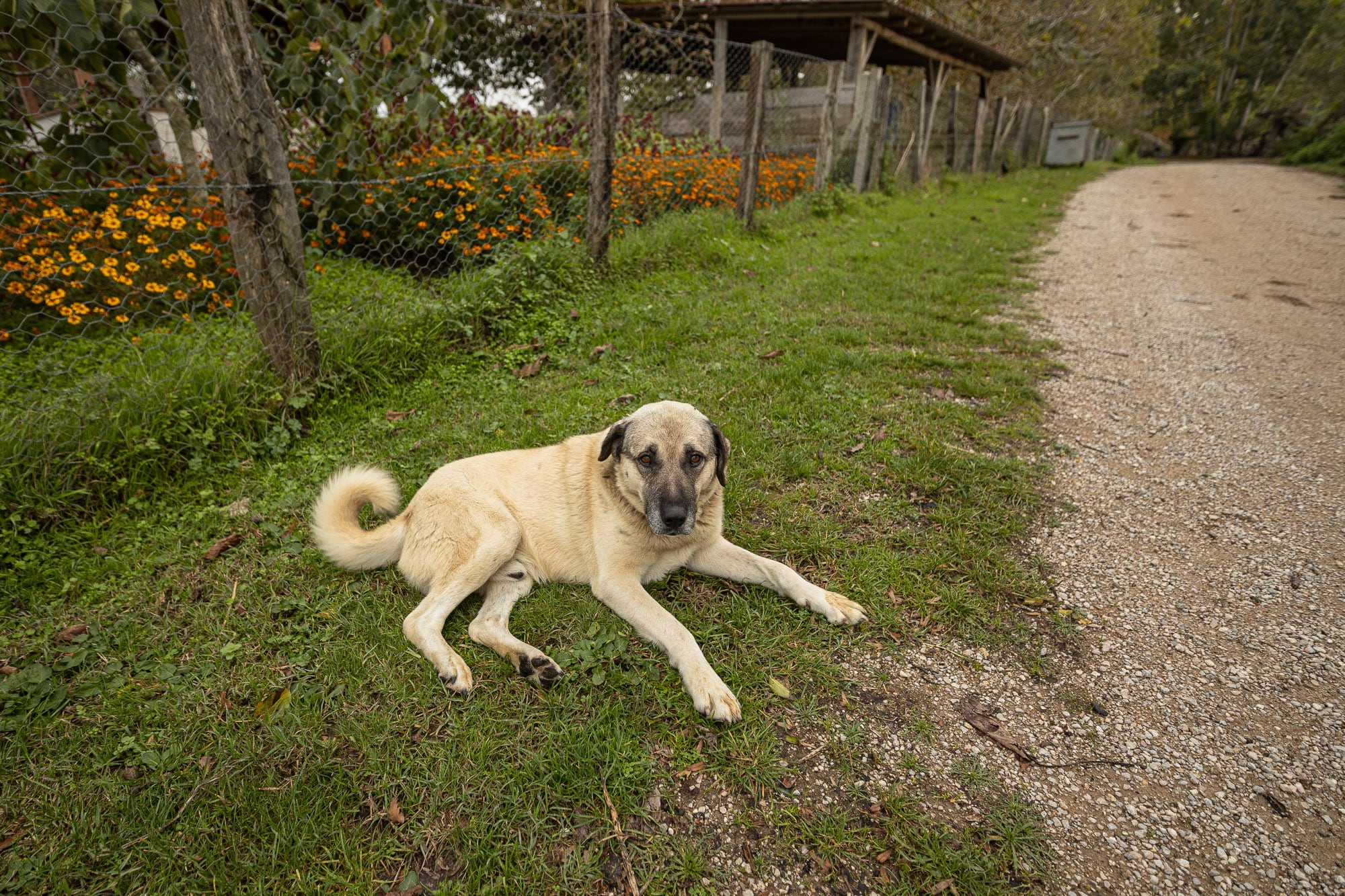 Shepherd dog in Sarikum