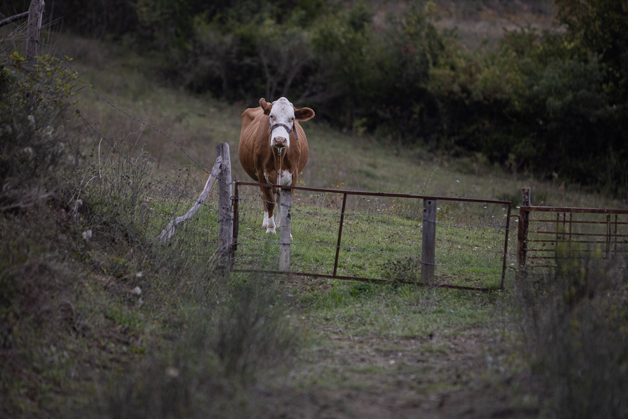 curious cow on my walk from Gebelit to Ayancik