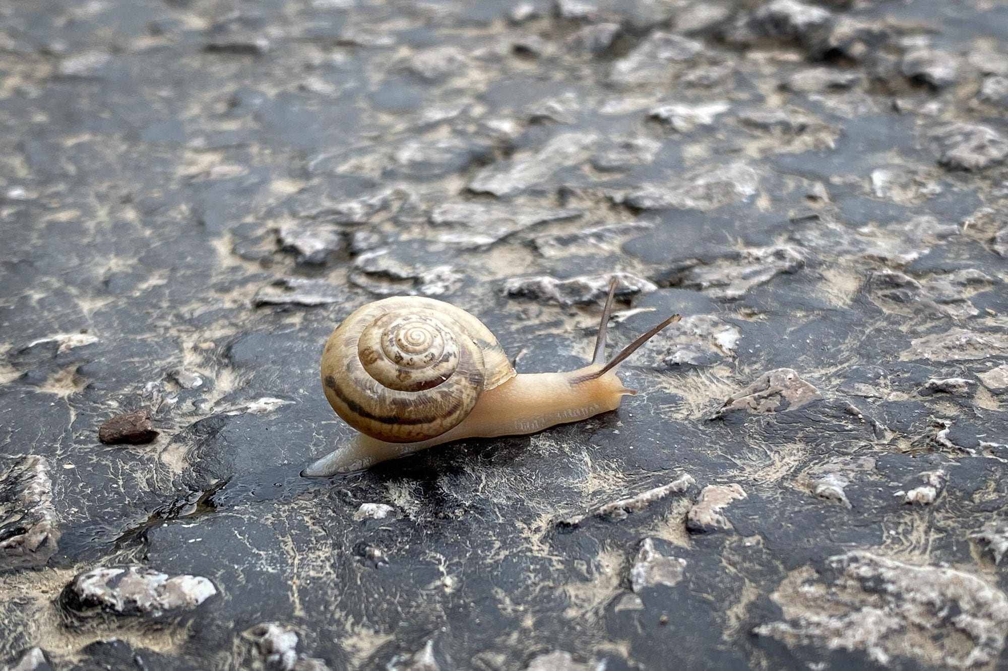 snail-bro on the way from Catalzeytin to Samanci