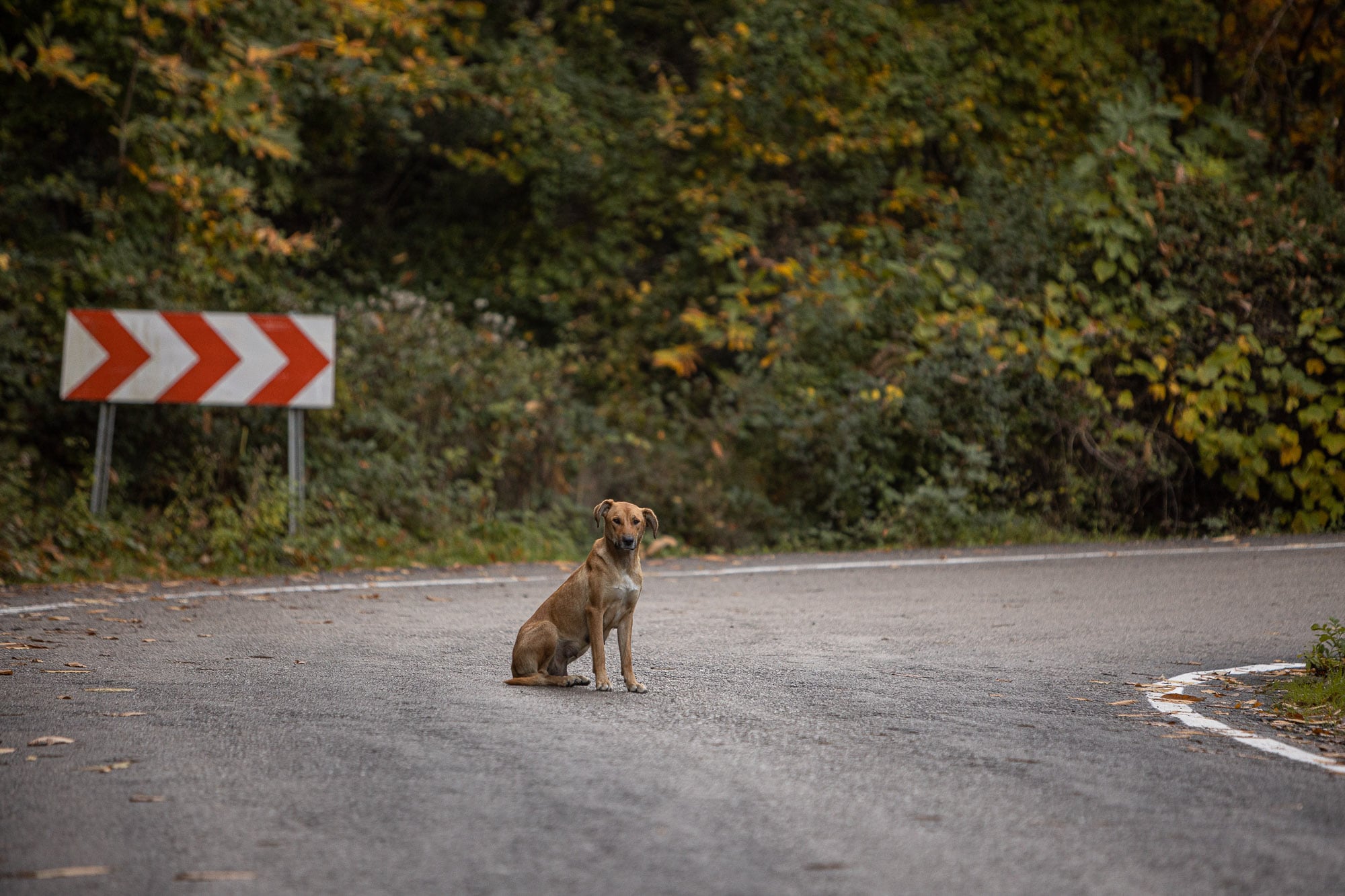 Turkish street dog