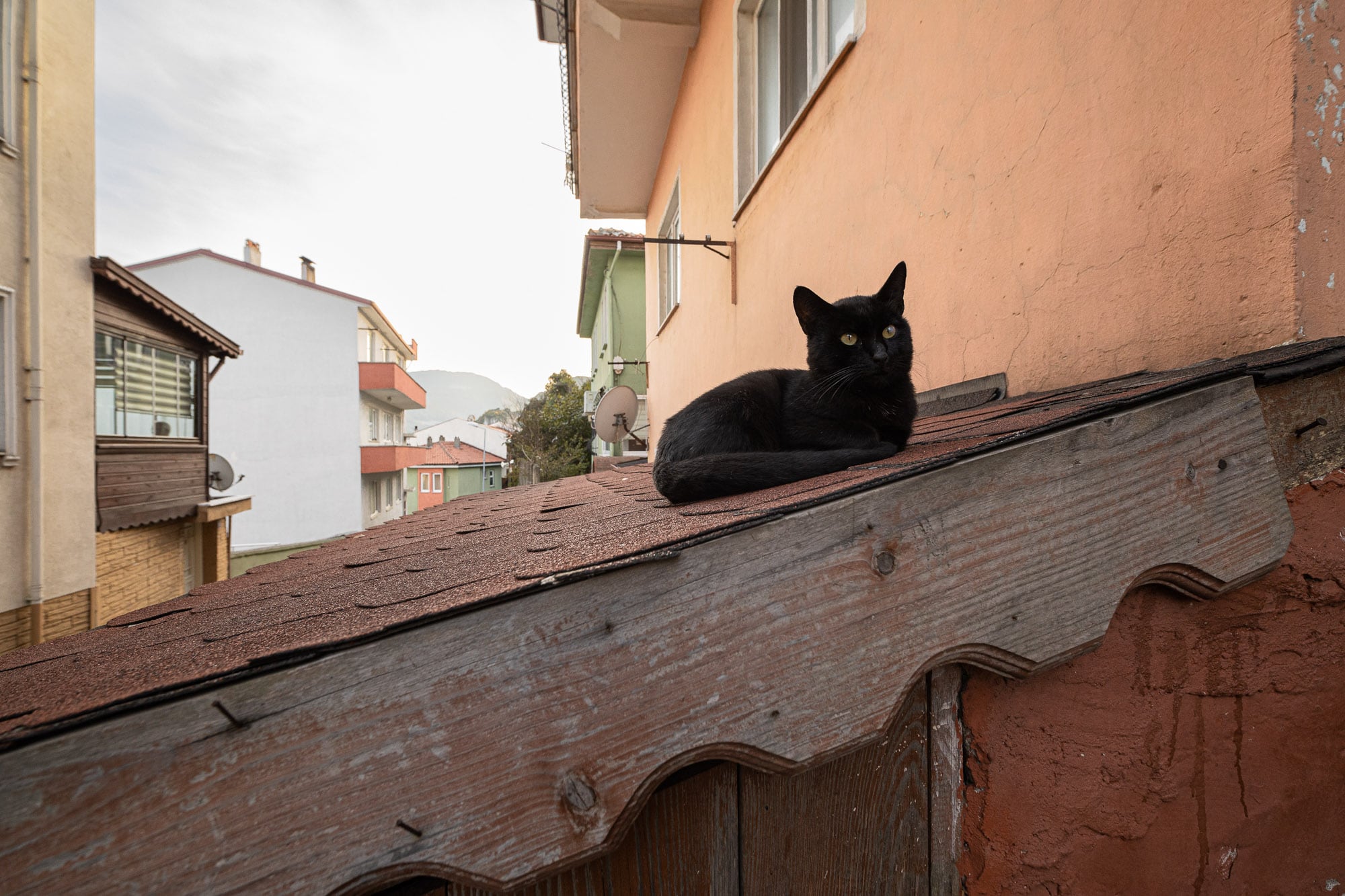 black cat in Amasra