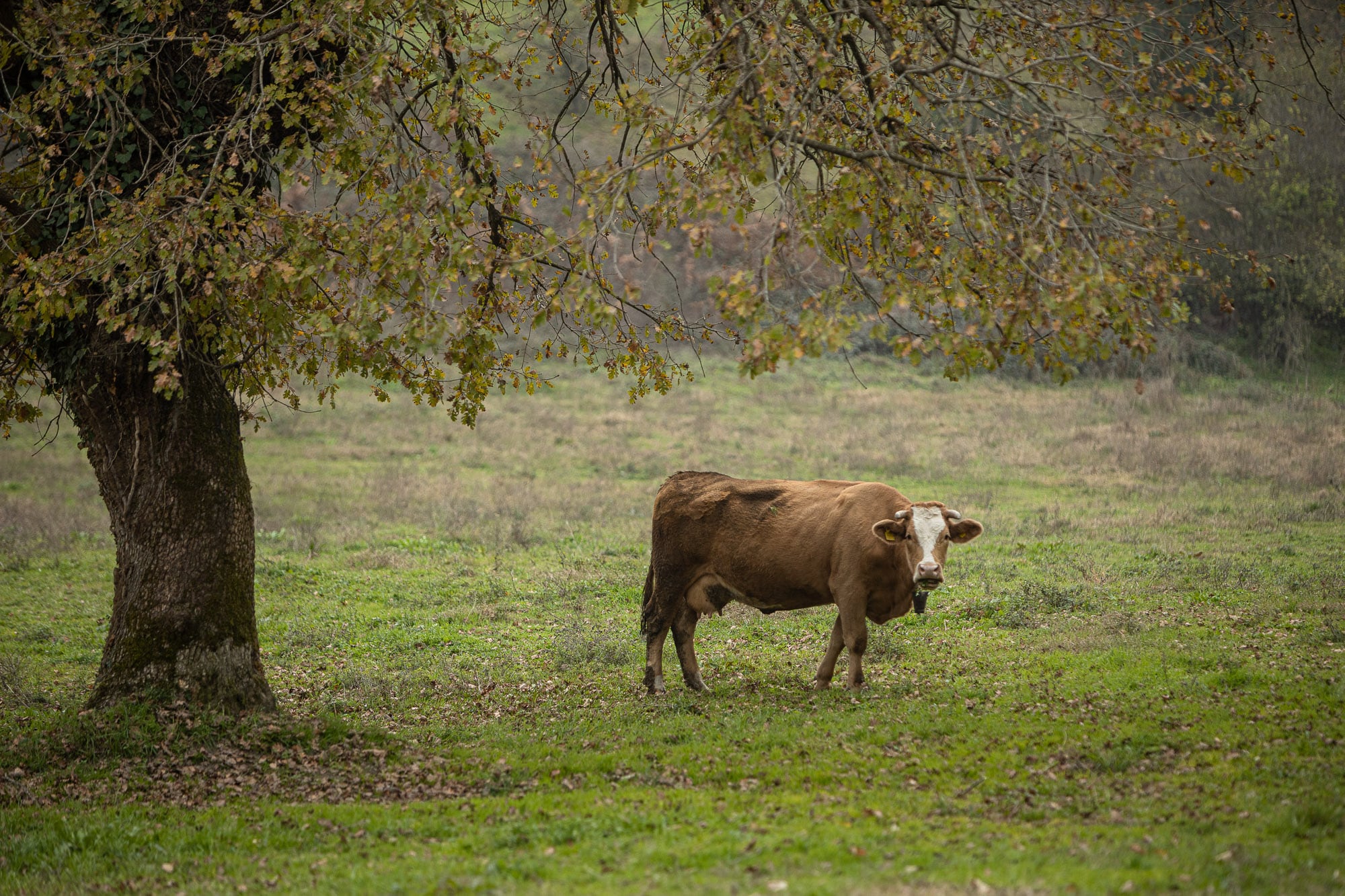 Cow between Bartin and Mugada