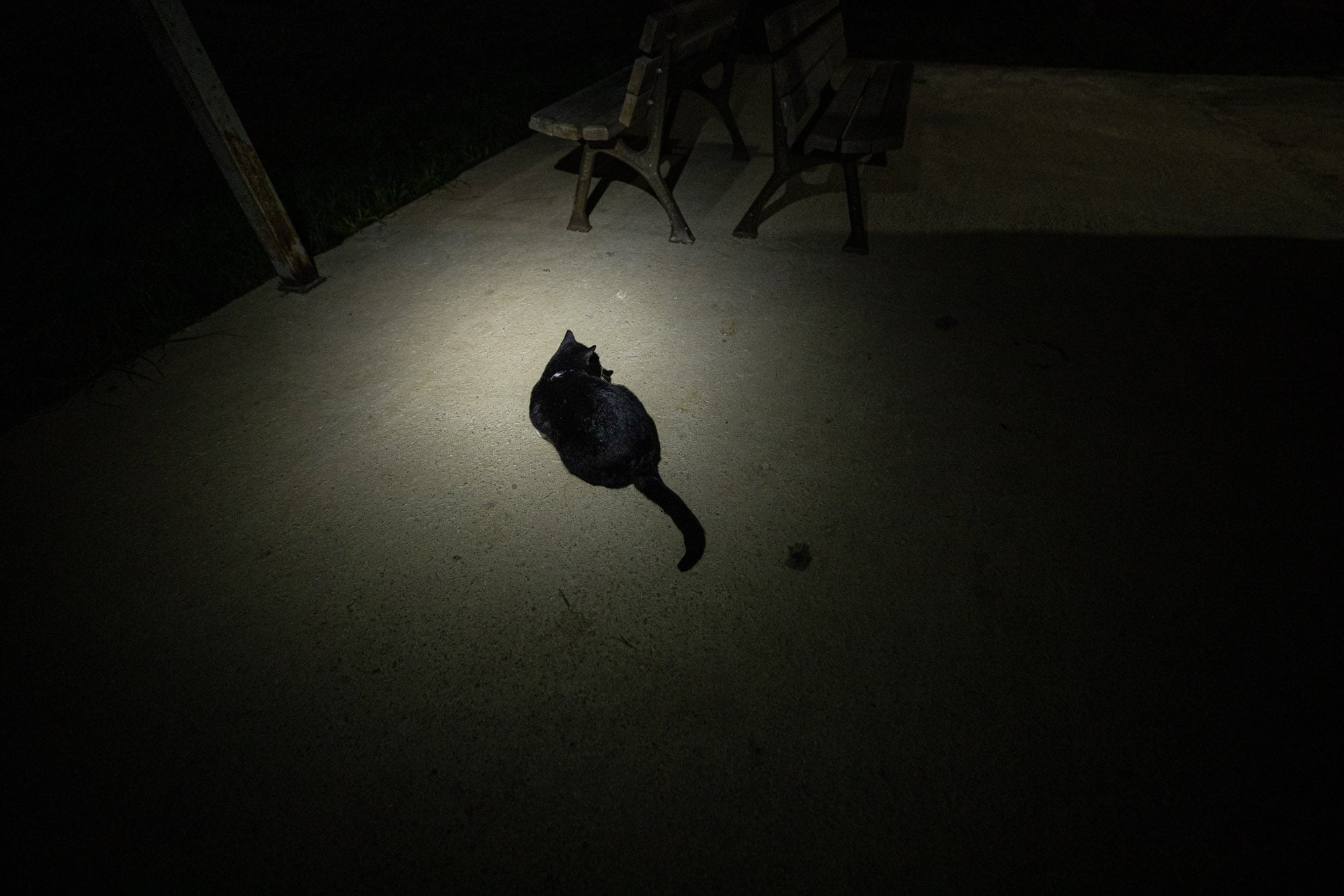 cat visitor at night