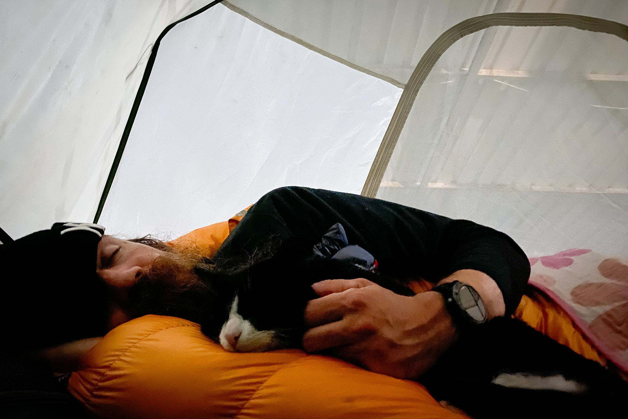 cat in tent