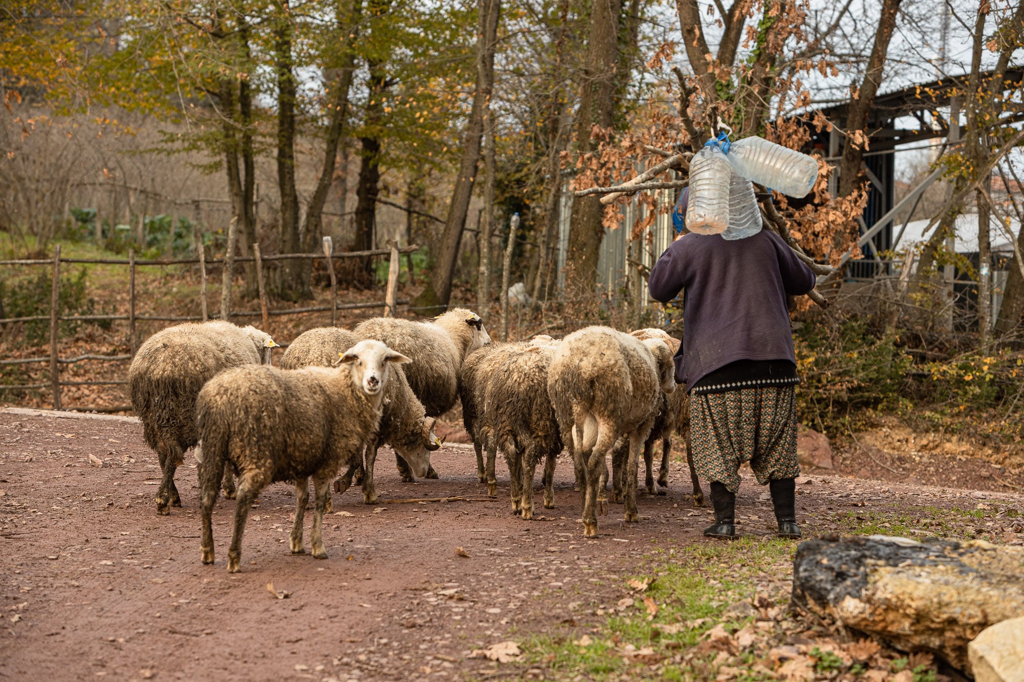 sheep on the walk from Kerpe to Bagirganli