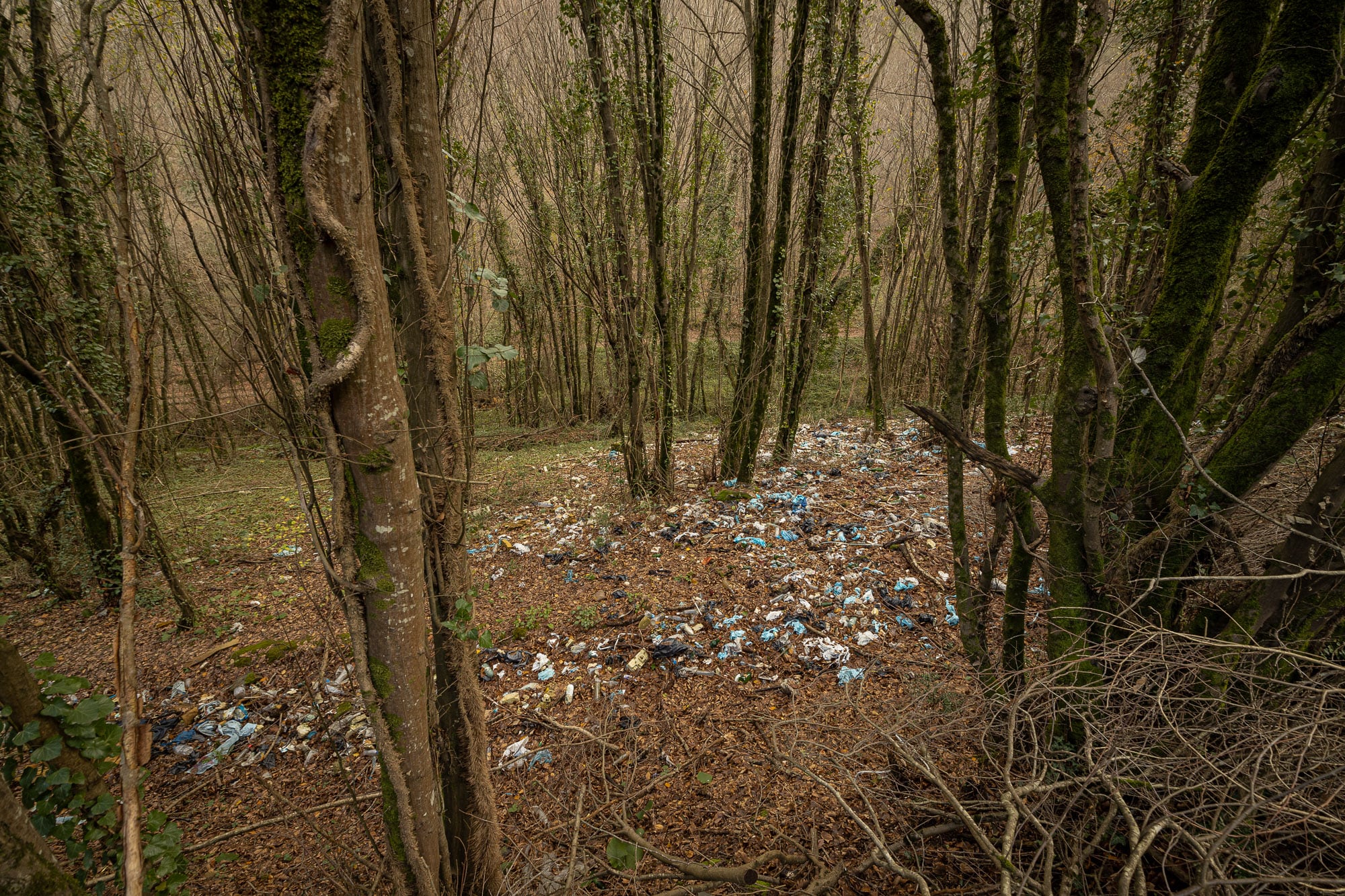 trash in a forest