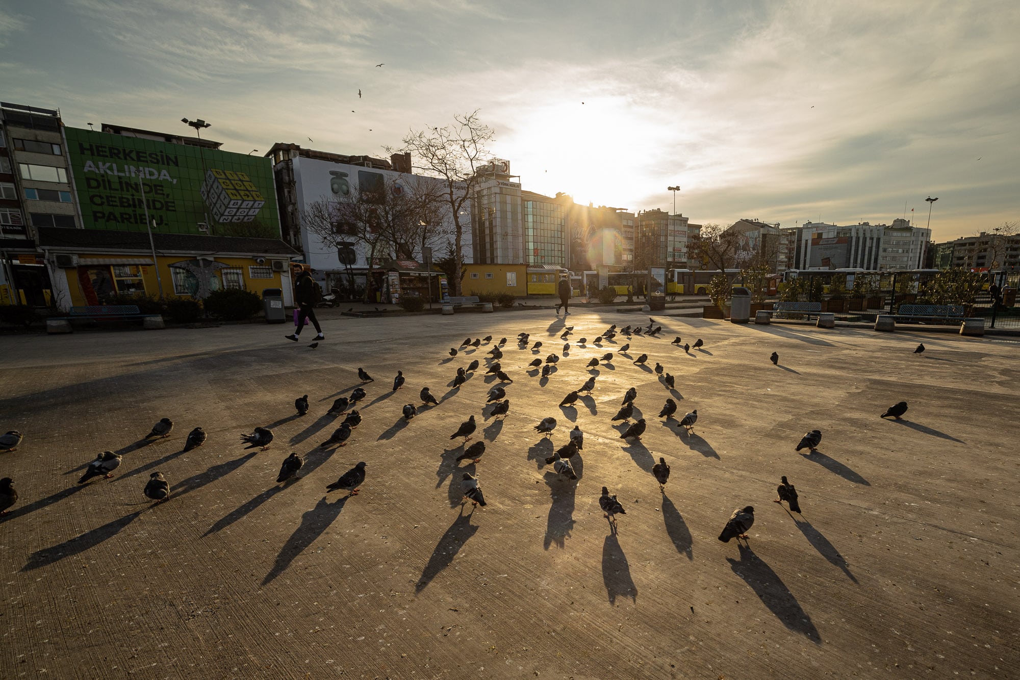 Birds in Kadıköy
